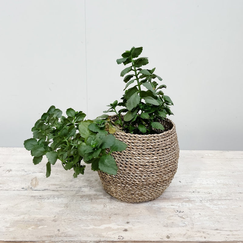 Seagrass Oval Basket